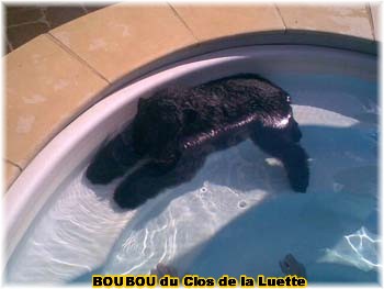 Elevage du CLOS DE LA LUETTE - COPYRIGHT DEPOSE
